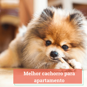 Melhores Cachorros Para Apartamento | Guia 2024