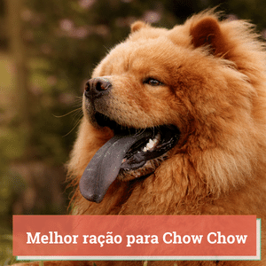 Melhor Ração para Chow Chow | Guia 2024