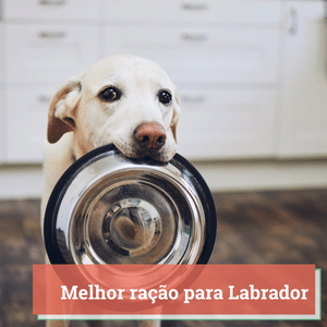 Melhor Ração para Labrador | Guia 2024