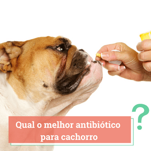 Qual o Melhor Antibiótico Para Cachorro em 2024 | Guia Completo