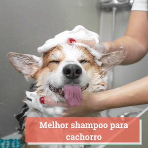 melhor shampoo para cachorro