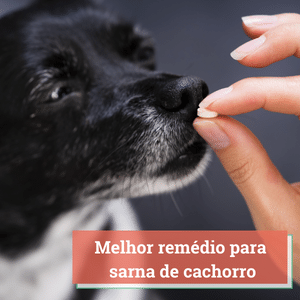 Melhores Remédios para Sarna de Cachorro 2024 | Experts em Cães