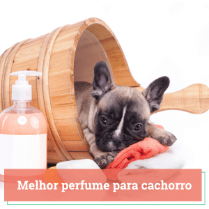 Melhor Perfume para Cachorro | Guia 2024