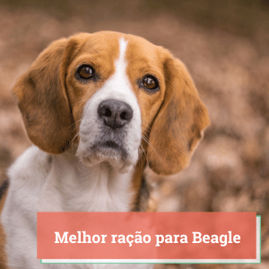 melhor racao para beagle