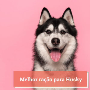 Melhor Ração para Husky | Guia 2024